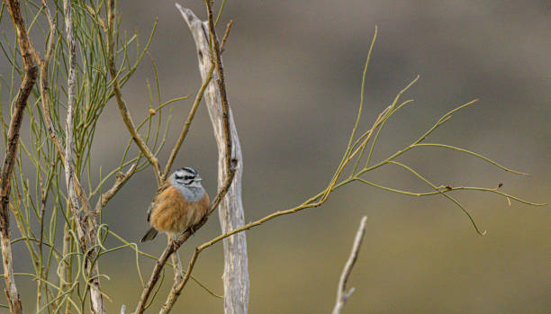 Rock bunting resisting the cold winter stock photo