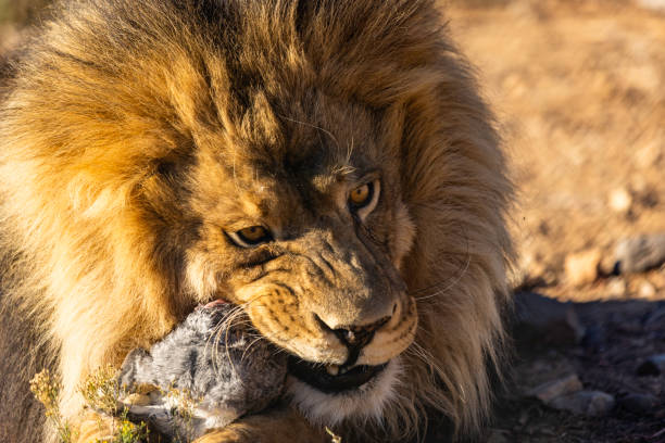 istock Closeup of a big lion 1455469875