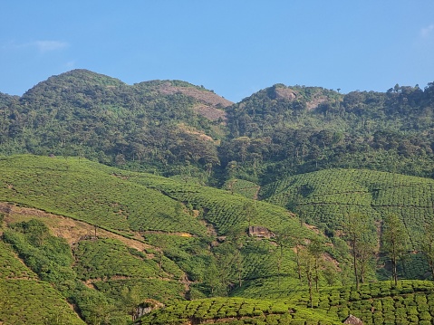 Mountains with tea plantations in Valparai, Tamil Nadu, India.