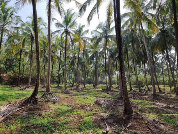 istock Coconut tree plantation in kerala, India 1455470057
