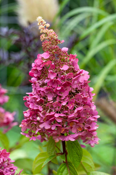 Pink panicled hydrangea (Hydrangea paniculata) bloom in the garden stock photo