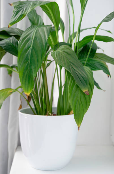 istock Houseplant Spathiphyllum commonly known as spath or peace lilies leaf tips turning brown. Causes can be over watering, temperature extremes, lack of watering or overfertilizing. 1455471299
