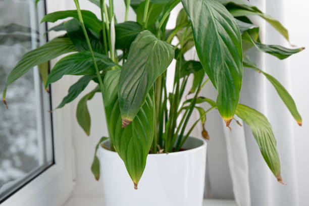 istock Houseplant Spathiphyllum commonly known as spath or peace lilies leaf tips turning brown. Causes can be over watering, temperature extremes, lack of watering or overfertilizing. 1455471302