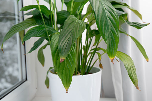 Houseplant Spathiphyllum commonly known as spath or peace lilies leaf tips turning brown. Causes can be over watering, temperature extremes, lack of watering or overfertilizing.