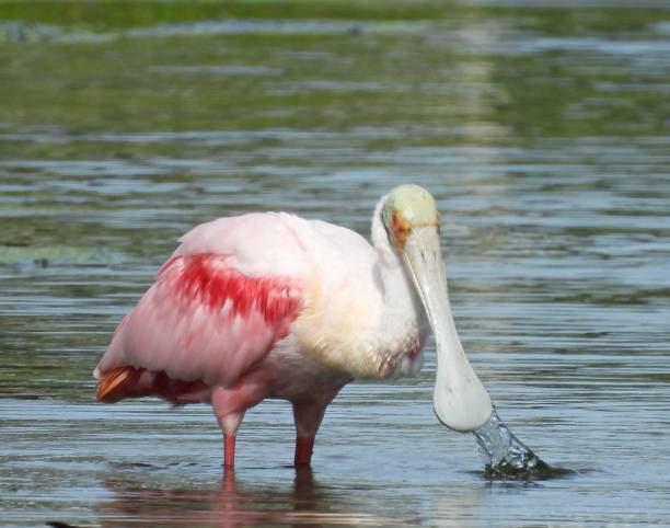 istock Roseate Spoonbill (Platalea ajaja) - foraging in the wetlands 1455471346
