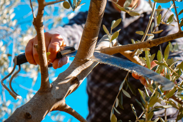 man cuts a branch of an olive tree stock photo