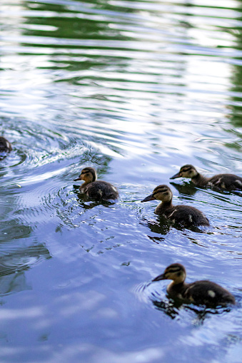 Floazing little ducklings in line on water surface. Selective focus.