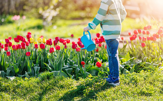 Boy standing in the garden and watering tulips. Concept of gardening and farming.