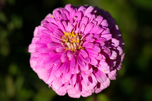 A closeup shot of pink Zinnia Elegans flower growing in the garden against a green background