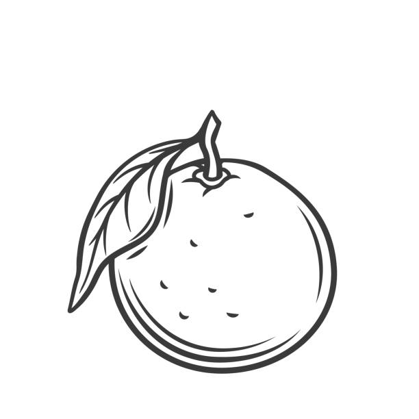 Mandarin Line Icon Mandarin line icon vector illustration. Hand drawn outline whole tropical citrus fruit with skin and leaf on twig, single organic mandarin or tangerine, round fresh natural orange or clementine entire track stock illustrations
