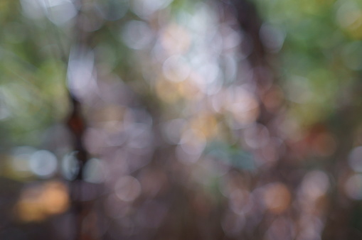 Abstract blurred color background. Leaves of trees in the grove.