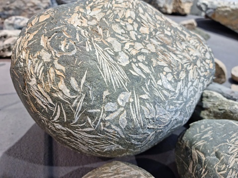 A stone full of Nummulites. Similar stoes can be found at different places in the swiss alps. Often next to rivers and lake sides.