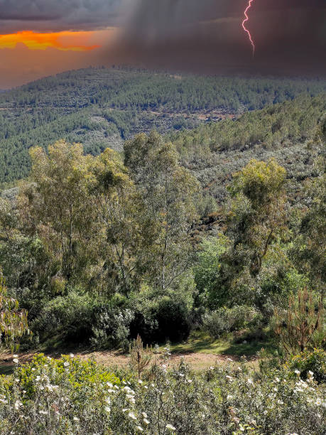 trees in the mountains - western usa mountain peak landscape farm imagens e fotografias de stock