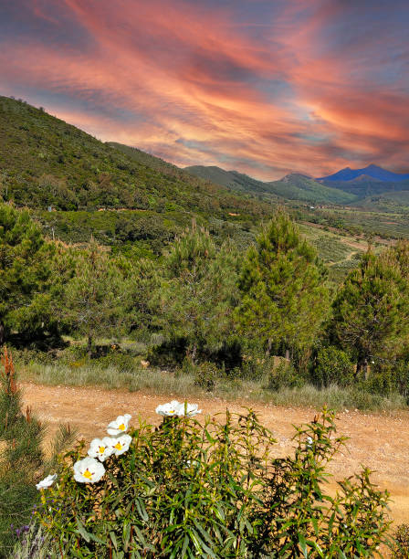 trees in the mountains - western usa mountain peak landscape farm imagens e fotografias de stock