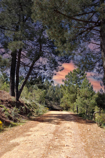 trees in the mountains - western usa mountain peak landscape farm imagens e fotografias de stock