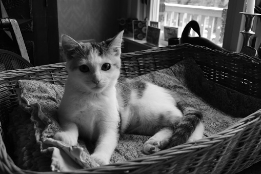 A grayscale closeup of the cat lying in the basket.