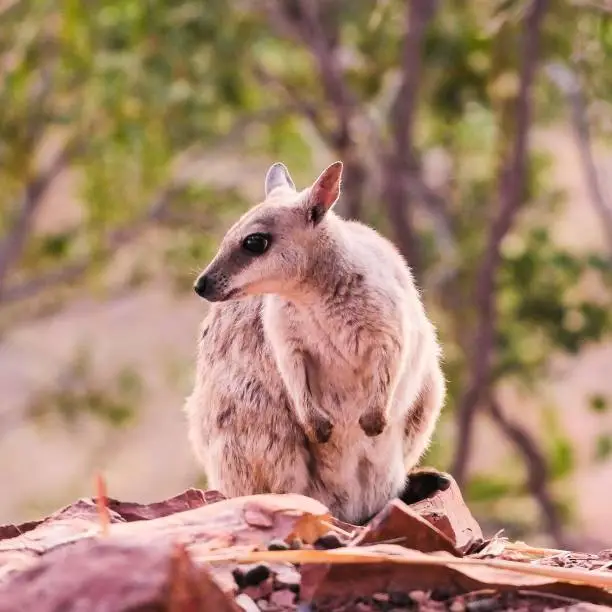 A close-up shot of a cute mareeba rock-wallaby looking to the side