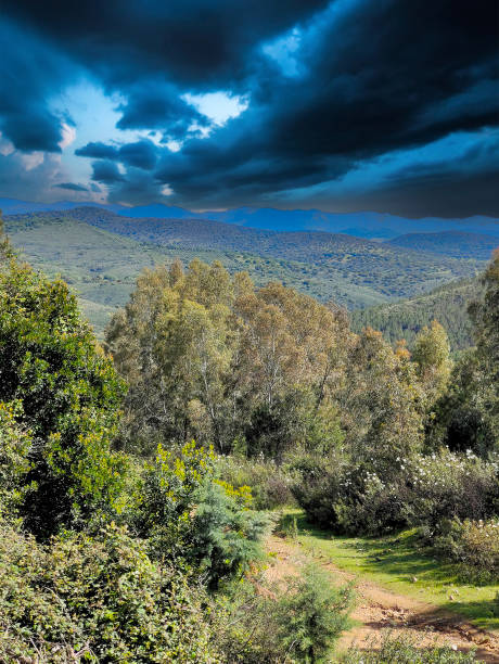 trees in the mountains - western usa mountain peak landscape farm imagens e fotografias de stock