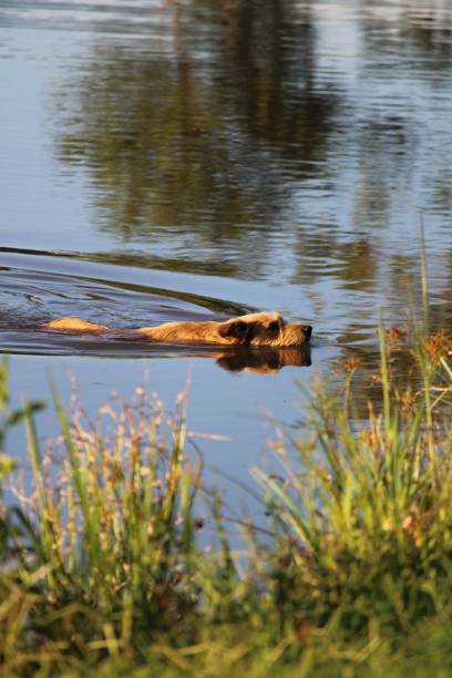 istock Dog swimming in the lake 1455480131