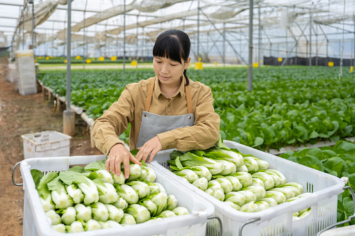 A female farmer is packing vegetables in the hydroponics greenhouse