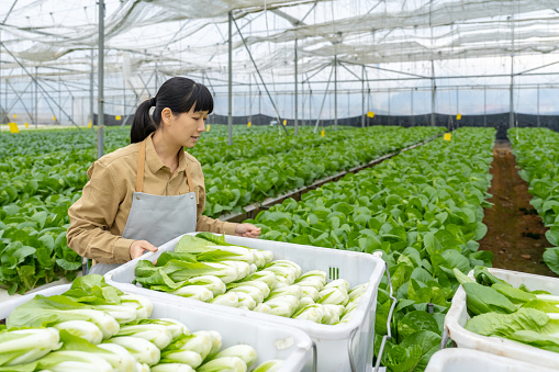 A female farmer works in a vegetable greenhouse