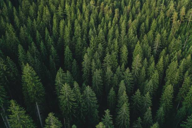istock Aerial shot of a pine forest. 1455480896