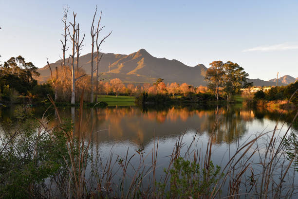 The Outeeniqua Mountains, George Botanical Gardens George Botanical Gardens with the Outeniqua Mountains in the background george south africa stock pictures, royalty-free photos & images