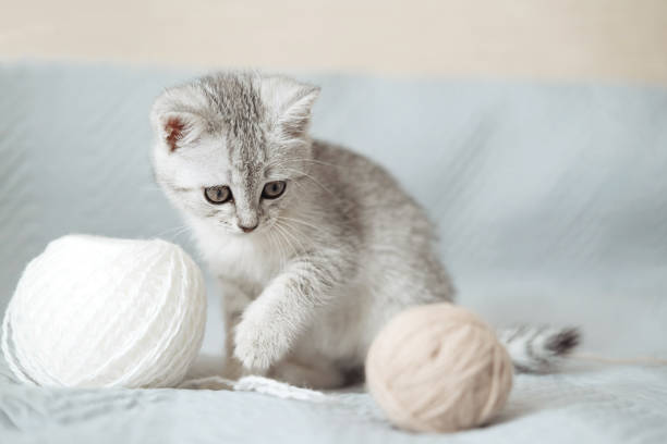 istock Scottish fold tabby light gray striped kitten sitting on blanket on bed and playing with balls of thread. Cute funny pet. Concept of pet care. Selective focus. 1455482240