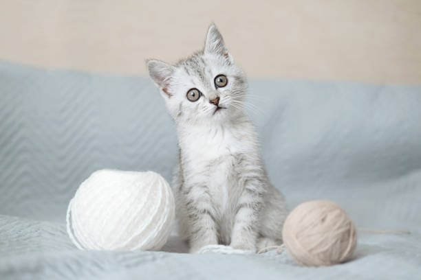 istock Scottish fold tabby light gray striped kitten sitting on light blanket with balls of thread and looking at camera. Cute funny pet. Concept of pet care. Selective focus. 1455482253