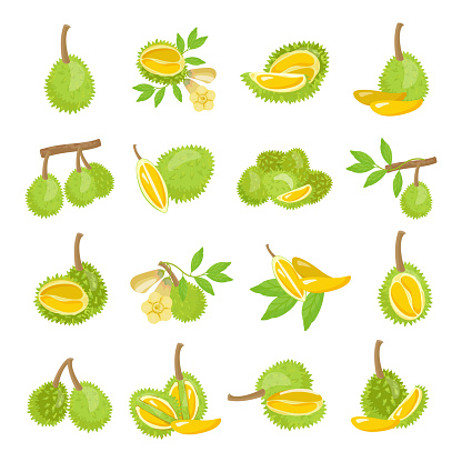 Durian icons set cartoon vector. Musang fruit. Ripe fresh