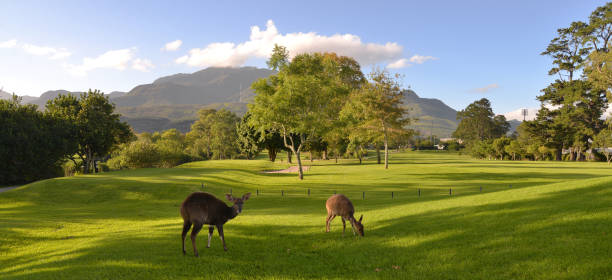 Beautiful view of George Golf Course George Golf Course with buck and the Outeniqua Mountains in the background, South Africa george south africa stock pictures, royalty-free photos & images