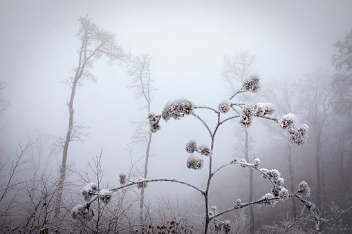 Ice covered burdocks on a foggy winter day in the Vienna Woods, Austria.\nCanon EOS 5D Mark IV, 1/60, f/20.
