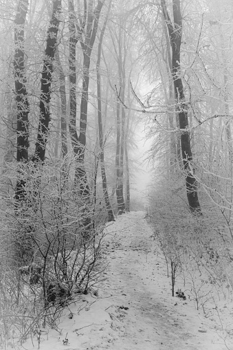 A narrow footpath is leading through a forest of beech trees covered with little snow on a foggy winter day nearby Vienna, Austria.\nCanon EOS 5D Mark IV, 1/80, f/14, 50 mm.