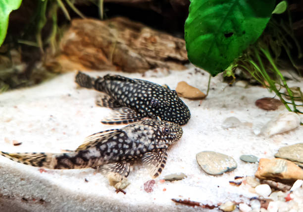 Fish Ancistrus - Catfish in a home freshwater aquarium. couple of Fish Ancistrus - Catfish in a home freshwater aquarium with a green Anubias plants pleco stock pictures, royalty-free photos & images