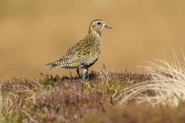 sieweczka złota zwrócona w prawo i stała na naturalnych wrzosowiskach z wrzosowiskami i trawami.  nazwa naukowa: pluvialis apricaria.  dorosły ptak z letnim upierzeniem. swaledale, wielka brytania - swaledale zdjęcia i obrazy z banku zdjęć