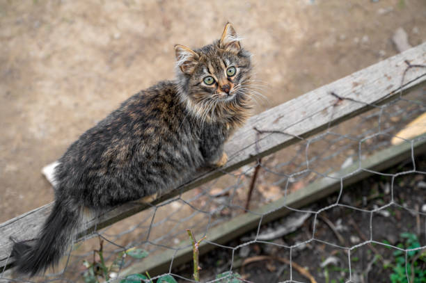 Tabby cat crouching on a concrete wall, peering through a rusty metal fence with intense yellow eyes