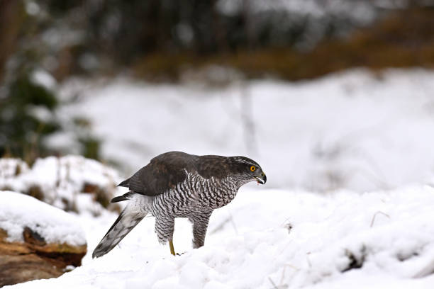 istock Northeren Goshawk eating its prey in the snowy forest 1455488087