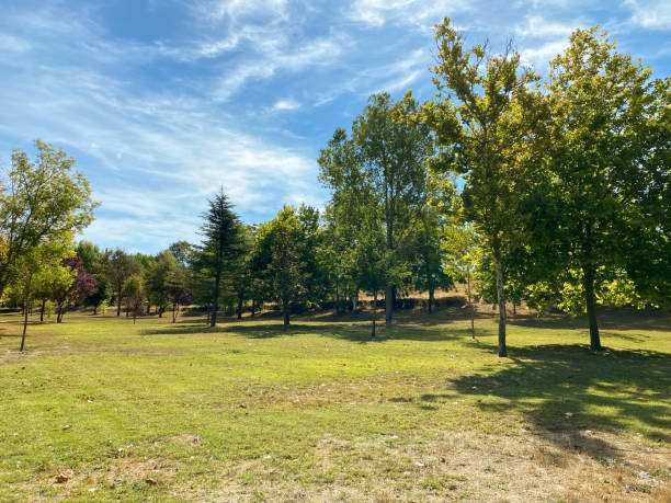 istock International Day Of Forests 1455489376