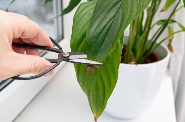 Person cut away houseplant Spathiphyllum commonly known as spath or peace lilies brown dead leaf tips. Leaf browning causes can be over watering, temperature extremes, lack of watering. stock photo