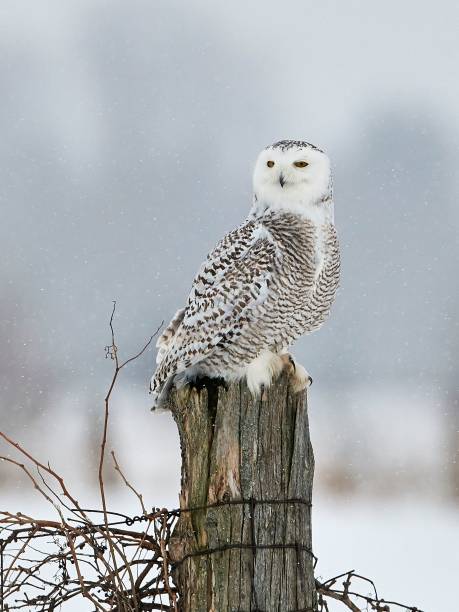 istock Vertical shot of a beautiful snowy owl perched on a tree trunk 1455490040