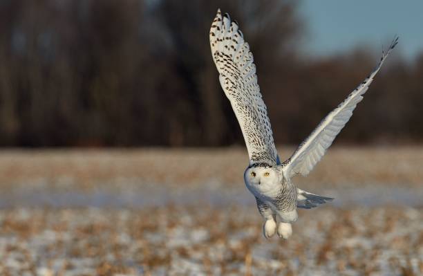 istock Beautiful snowy owl flying over the field 1455490044