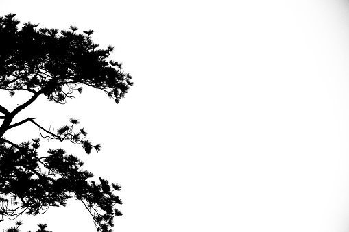 silhouette of the pine tree white background with space