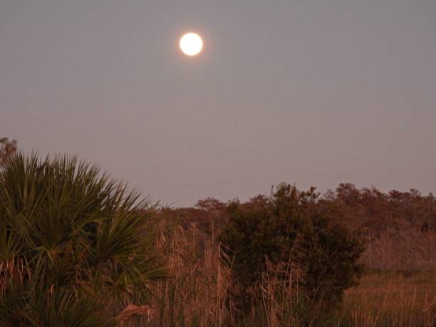 istock Wildlife refuge with a Full Moon (Wolf Moon) January 6, 2023 1455491337