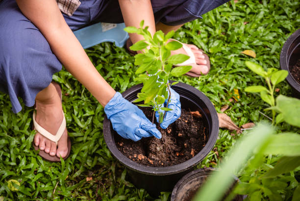 istock Planting a tree. Close-up image of a gardener planting a tree in plastic tree pot. 1455492364