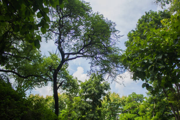 behind there is another tree but this taller