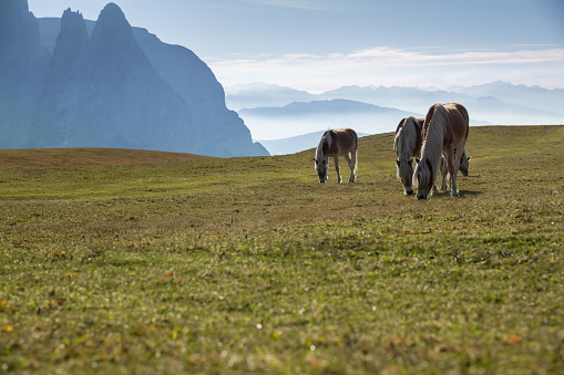 Mountain pasture, horses, lake Ak-kem, Altai, Russia