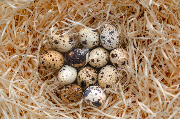 istock Quail eggs in a straw nest. Diet. 1455493876