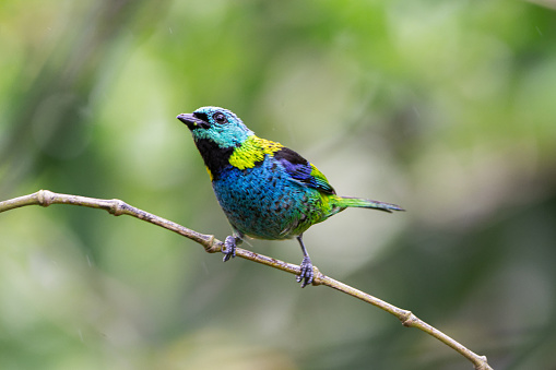 A male Green headed Tanager (Tangara seledon) perched on a branch against a blurred background durent rain, Atlantic rainforest, Brazil