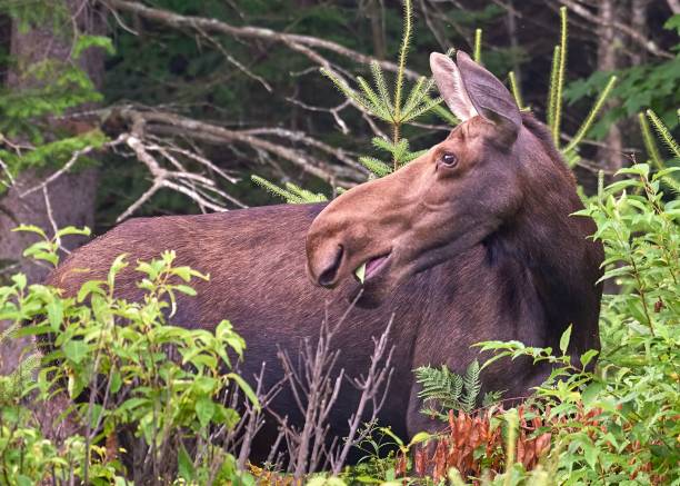 istock Big Moose walking in the forest in summer 1455494264