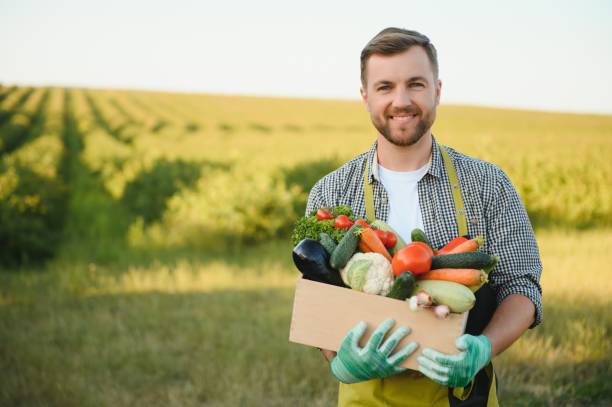 istock farmer carrying box of picked vegetables 1455494359